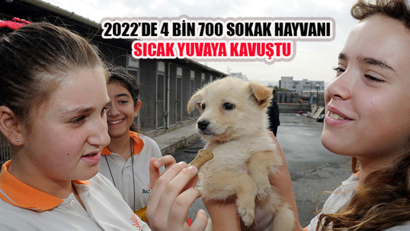 2022'de 4 bin 700 sokak hayvanı sıcak yuvaya kavuştu